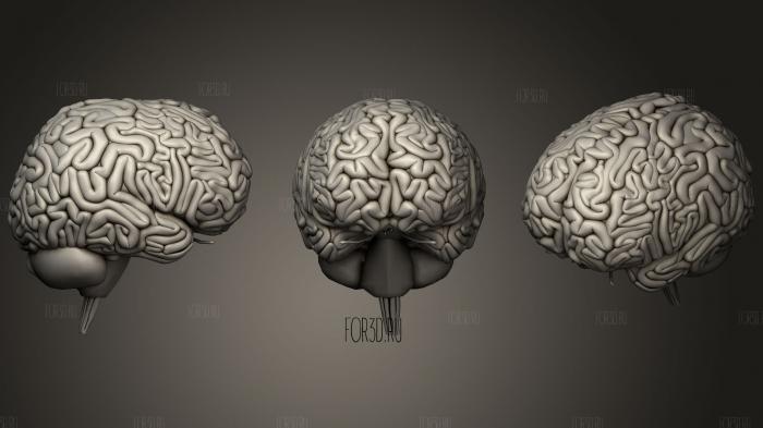 Human Brain 3d stl модель для ЧПУ